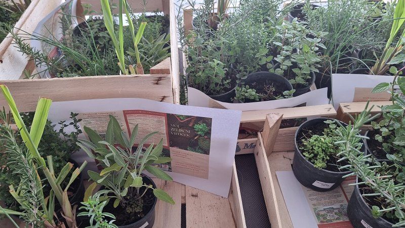 Fotografija lesenih zabojev v katerih so različna zelišča z opisi.